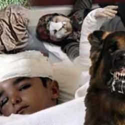 Köpeklerin sahibi var, insanların yok: Yasa tasarısında yumuşama sinyalleri isyan ettirdi!