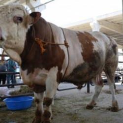 Kurban pazarının en büyük tosunu 230 bin liraya satışta