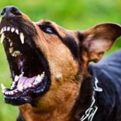 Başıboş köpeklerin toplanmasına karşı çıkan Almanya'dan itlaf kararı!