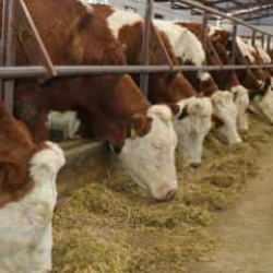 Ordu Tarım ve Orman Müdürlüğü ihaleyle 60 gebe simental düve alacak