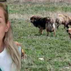 Şanlıurfa'dan Ankara'ya kuduz köpekleri getiren bir kişi tutuklandı