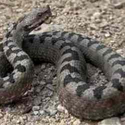 Sıcaklar arttık&ccedil;a yılan da &ccedil;oğalıyor: Şehirleri istila ettiler!