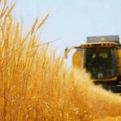 Sungurlu Ticaret Borsası'na yılın ilk ürünü satıldı