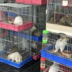 &Uuml;nl&uuml; evcil hayvan pazarında korkun&ccedil; yangın