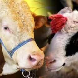 Zincir marketlerde kurban fiyatları ne kadar? İşte o liste