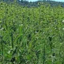 Ay&ccedil;i&ccedil;eği tarlasında 1 milyon k&ouml;k Hint keneviri ele ge&ccedil;irildi