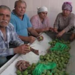 Aydın incirinde ’ilekleme’ aralıksız sürüyor! Fiyatı 100 TL'ye kadar düştü