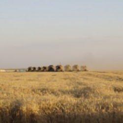 Ceylanpınar Tarım İşletmesinde buğday hasadı bayramda da sürdü