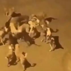 Gaziosmanpaşa'da başıboş k&ouml;pekler bir kediyi par&ccedil;aladı