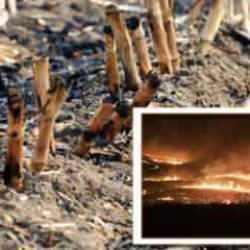 Gözler önüne serilen gerçek: Anız yangını nedir, zararları nelerdir? 