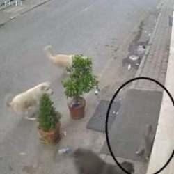 Hatay'da 8 köpek ortalarına aldıkları kediyi telef ettiler!