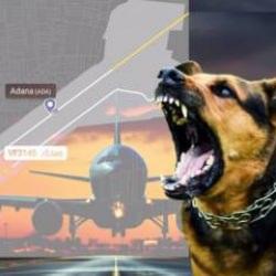 Havalimanında başıboş köpek paniği! Uçak aniden durmak zorunda kaldı