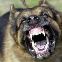 İngiltere'de korkunç köpek saldırısı! 7 aylık bebek öldü