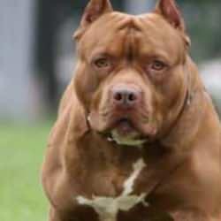 İstanbul'da başıboş pitbull köpek dehşet saçtı: 2 kişi yaralandı!