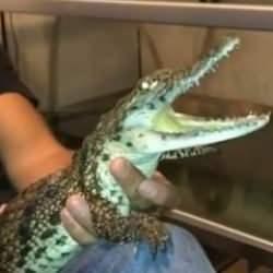 İstanbul'da inanılmaz g&ouml;r&uuml;nt&uuml;! Timsahla yaşayan kişi g&ouml;zaltında