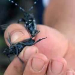 Muğla&rsquo;da ilk defa g&ouml;r&uuml;ld&uuml;, ekipler alarma ge&ccedil;ti