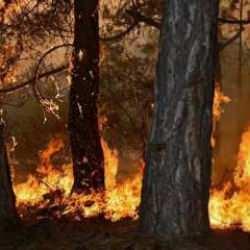 Orman yangınlarına müdahale rotalarını yapay zeka belirleyecek!