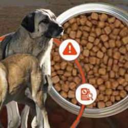 2 milyar dolarlık arı kovanına çomak! Petshop lobisi diş biliyor