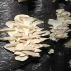 Plazaları bıraktı memleketinde mantar üretmeye başladı