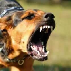 Şanlıurfa'da 1 mahalle kuduz nedeniyle karantinaya alındı