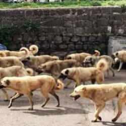 Zafer Partili başkandan korkun&ccedil; s&ouml;zler: Keşke k&ouml;pekler şu &ccedil;ocuklara dalıp par&ccedil;alasa!