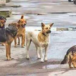 Bazı AK Partili isimler direniyor iddiası! Başıboş köpek yasası başka bahara kaldı