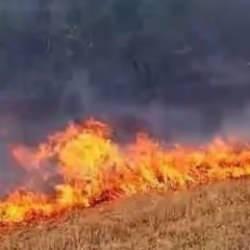 Edirne'de anız yangını, ormana da sı&ccedil;radı; 56 dekarlık alan zarar g&ouml;rd&uuml;