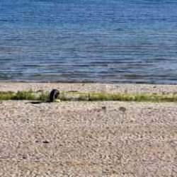 Eğirdir G&ouml;l&uuml;'ndeki el bombaları imha edilmek &uuml;zere &ccedil;ıkarıldı