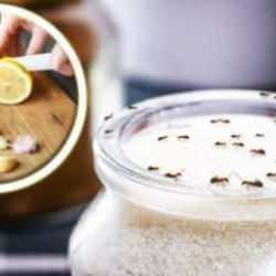 Karıncalardan kurtulma rehberi: Karıncalara zarar vermeden kurtulmak için en zararsız 5 doğal yöntem!