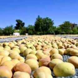 Malatya'da kayısı hasat şenliği düzenlendi