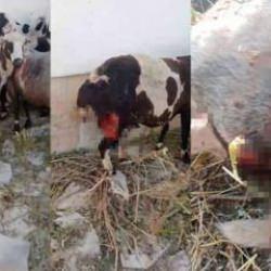 Sivas'ta sokak k&ouml;pekleri dehşet sa&ccedil;tı