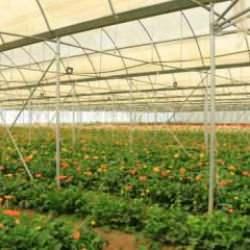 Tokat’ta uygulanan proje ile 300 kadın kesme çiçek sektörüne katılıyor