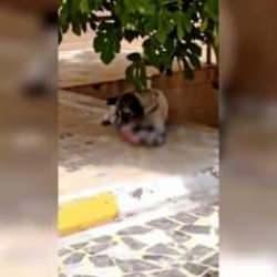 Türkiye sokak köpeklerinin istilasında! Sahipsiz köpek yavru köpeği yedi...