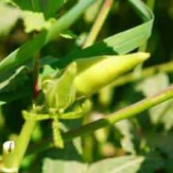 T&uuml;rkiye'nin bamya &uuml;retim merkezinde hasat başladı