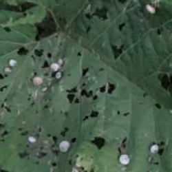 Van'da g&ouml;r&uuml;len beyaz kabul&uuml; salyangozlar vatandaşı tedirgin ediyor