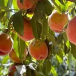 Bursa şeftalisinde 14 bin ton rekolte bekleniyor