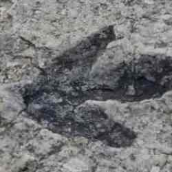 Dinozorlardan 40 milyon yıl önce yaşamış!