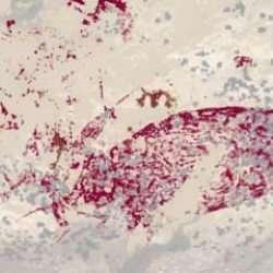 Evrim teorisine '51 bin 200 yıllık' darbe! Daha eskisi bulunmamıştı....