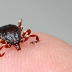 Giresun'da kene tedavisi gören kişi hayatını kaybetti