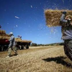 Hasatta sona yaklaşılan Trakya'da buğday üreticisi verimden memnun