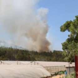 İzmir'de orman yangını: 1 şahıs tutuklandı!