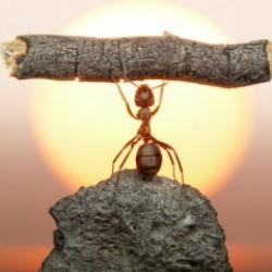 Karıncaların akıl almaz tedavi yöntemi: Yaralıları bu şekilde iyileştiriyorlarmış!