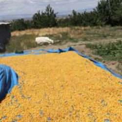 Kayısının dalından 115'den fazla ülkeye ihracat