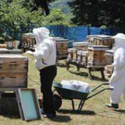 Tescilli Sinop kestane balında bu yıl kovan başına 15 kilogram bal bekleniyor