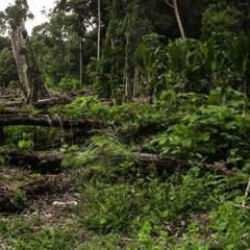 T&uuml;yler &uuml;rperten detay! Eşini pitonun midesinde buldu: İşte kadının yutulması... 