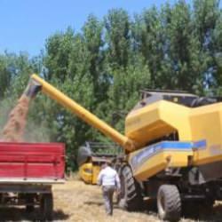 Yerli tohum 'Taner' Pazar'da çiftçilerin umudu oldu