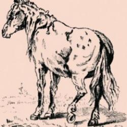 Zorluk seviyesi yüksek görsel bulmaca: Atın sahibini 7 saniyede bulabilir misiniz?