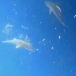 Akdeniz&rsquo;in derinliklerinde dalgı&ccedil;lar, k&ouml;pek balığı s&uuml;r&uuml;s&uuml;yle burun buruna geldi