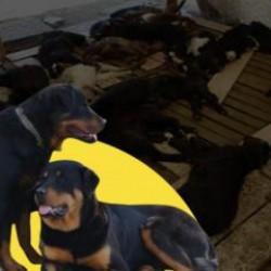 Antalya'da 57 oğlağı parçalayan 3 Rottweiler cinsi köpek için karar verildi