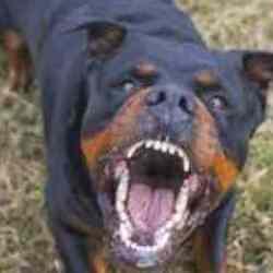 Başıboş sokak köğeği teklifinde revizyon: Uyutma kurulu - Gazete manşetleri